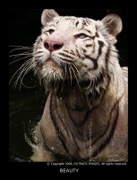 /album/galleria-fotografica/tigre-bianca-jpg/